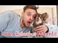 Funny and candid chihuahua moments