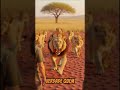 O Leão Rugiu… e o Que Aconteceu Vai Te Surpreender 🦁🔥 #curiosidades #natureza #animals
