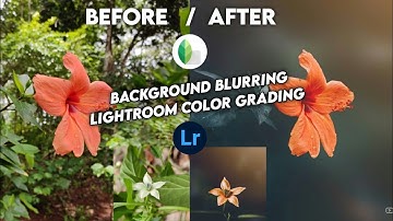 Flower Mobile editing & Background blurring |Lightroom color grading | Lens Distortions ROCKY EDITS