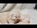 Kittens opening their eyes
