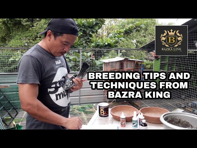 BREEDING TECHNIQUES FROM BAZRA KING | BAZRAPIGEON TV class=