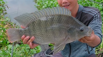 Cá Cuốn Ổ Cực Nhanh Với Bài Mồi Chép Cụ