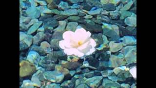 Watch High Sunn Blossoms video