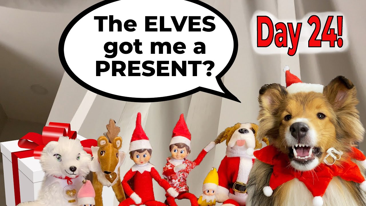 "I Got a PRESENT?" 🎁🐶 an Elf on the Shelf Adventure with Biscuit "the