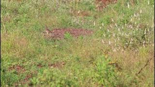 Grey-headed Lapwing | Vanellus cinereus | Indian Bird Videos #23