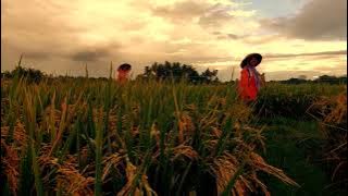 CINEMATIC PAGI II CINEMATIC DI SAWAH II AKTIVITAS DI SAWAH