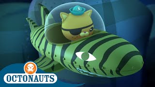 Octonauts - Kwazii's Favourite Gup 🌊 | Underwater Sea Education for Kids