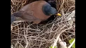 Amazing Myna Bird Mother: A Heartwarming Journey of Nesting and Care | Wildlife Documentary