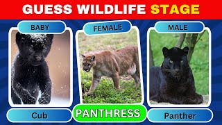 Guess The Wildlife Names By Their Stages - 50% is PASS MARK - Animal Quiz @quizgentry