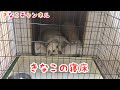 きなこの寝床 紹介します。ラブラドール Labrador Retriever