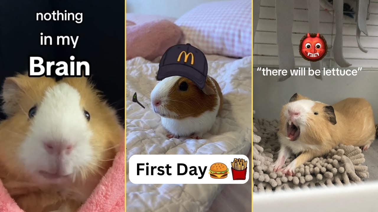 Funny Guinea Pigs - Tiktok Compilation