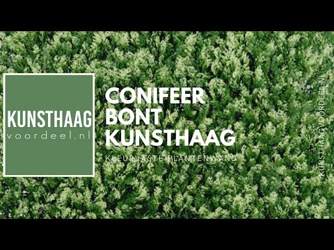 Video: Hoe ziet een coniferenplant eruit?