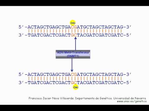 Vídeo: Características De Metilación Proximal Asociadas Con Cambios No Aleatorios En La Metilación Del Cuerpo Genético
