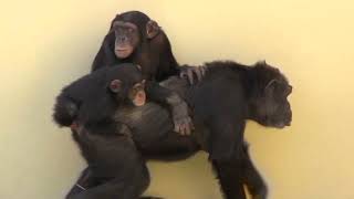 リュウ家族と双子ガール  322  Ryu family & twin girls  chimpanzee by i Bosch i ボッシュ 2,641 views 1 year ago 8 minutes, 9 seconds