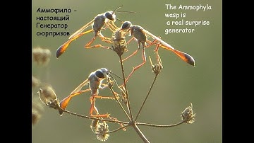 АММОФИЛА НАСТОЯЩИЙ ГЕНЕРАТОР СЮРПРИЗОВ  The Ammophyla wasp is a real surprise generator