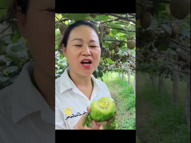 makan buah kiwi langsung di kebun, mantap betul class=