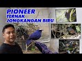 PERTAMA DI DUNIA..TERNAK CINGCOANG BIRU   BURUNG ENDEMIK JAWA YANG SEBENTAR LAGI PUNAH