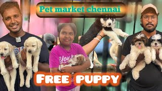 Low price pet market chennai (broadway)#shortsvideo #viral #dog #dog #puppy #chennai #pets