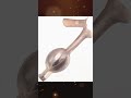 Auvard Vaginal Speculum #medicalinstrument #sterileprocessing #surgicalinstruments #trending
