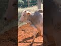 Revisão candidatos CEIP DeltaGen, Fazenda da Mata 2026 #fazendadamata #gado #neloreceip #fazenda