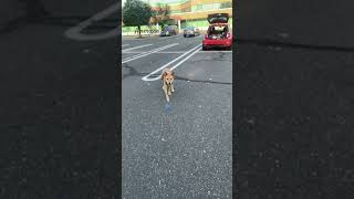 CD catch ball! , Carolina dog, American dingo