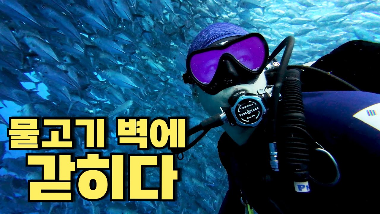 수천 마리 물고기에 둘러싸이다, 보홀 발리카삭 | 필리핀 보홀 - 스쿠버다이빙 (3)