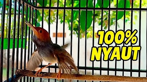 Prenjak Kepala Merah CARI LAWAN TARUNG, Prenajk apapun bakal langsung NARUNG Gacor !!!