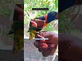 red colour lorry #birds #exoticbirdsfarm #exoticbirdsfarm #petshub #pets