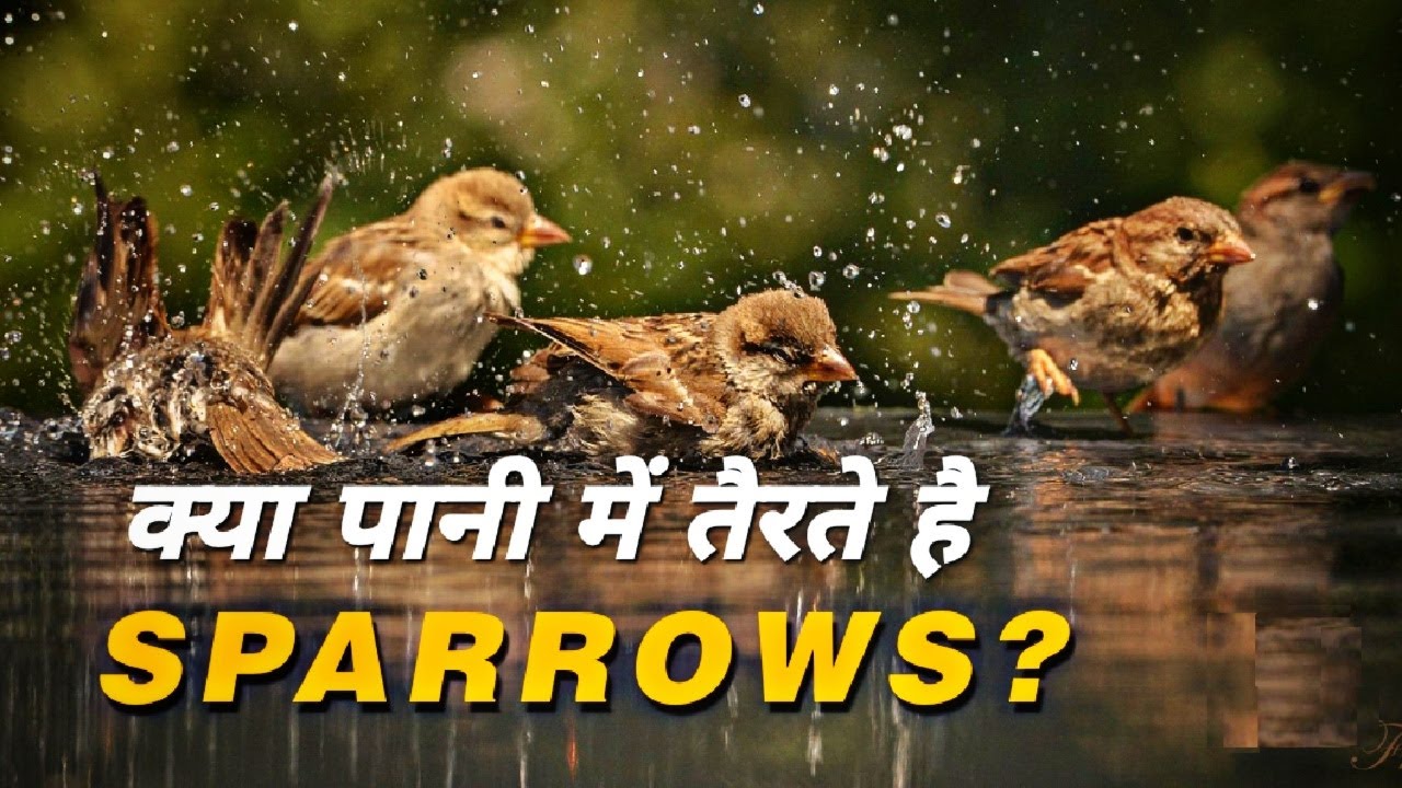 Sparrow Facts||  गौरेया || विलुप्त होती गौरेया || Save House Sparrows || How to save Sparrows
