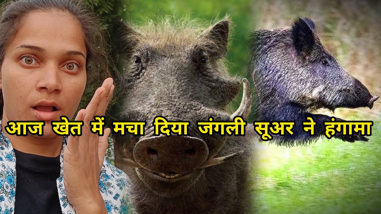 आज खेत में मचा दिया जंगली सूअर ने हंगामा 😱 #dailyvlog - YouTube