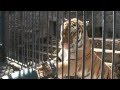 Tiger training at Yerevan Zoo/Վագրերի վարժեցումը կենդանաբանական այգում