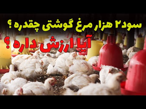 مرغ گوشتی چقدر سود دارد می خوای پول پارو کنی یا راحت و بی دردسر پول دربیاری