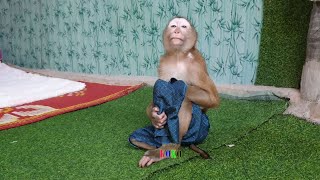 Aww! King Monkey Koko So Love His Cloth And Happy Play To Dad Very Fun by Monkey KOKO 8,536 views 1 year ago 8 minutes, 13 seconds