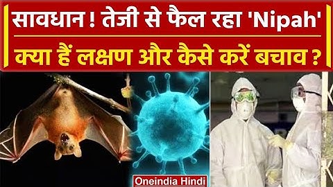 Nipah Viras क्या है || इसका लक्षण क्या हैं || इसका इलाज " केसे फैलता है