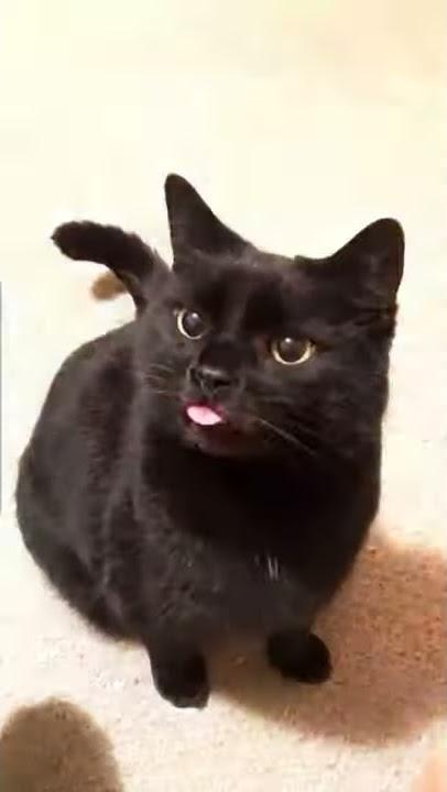 PRESET ALIGHT MOTION || FOTO KUCING HITAM 🐈 || YG LAGI VIRAL DI TIKTOK 🔥