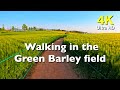 [4k] 고창 청보리밭 고화질 산책 풍경  | Walking in the Green Barley field