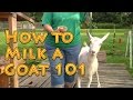 How to Milk a Goat 101