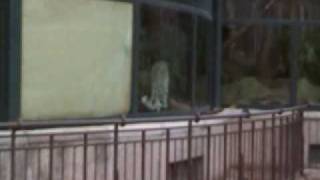 SDV_0336_converted.avi