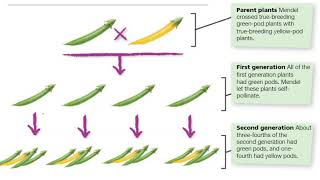 Notes Genetics pt 1 5