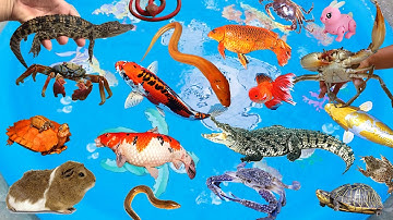 Đi Tìm Các Loài Động Vật Kỳ Lạ, Thấy Con Ghẹ Dưới Mương, Bắt Cá Sấu, Cá Koi, Cua, Chuột, Nhím, Ếch