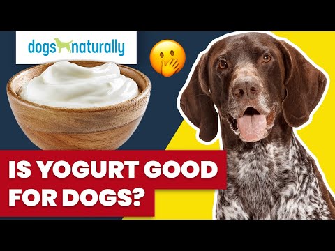 Is Yogurt Good For Dogs