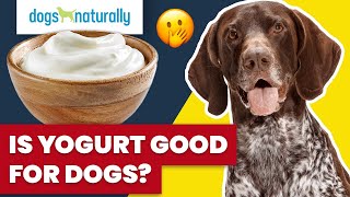 Is Yogurt Good For Dogs