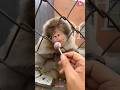 Monkey are make deference 🐒#facts #monkey #viral #shorts #trending