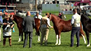 Merlod Cymreig Teip Cob Eboles Blwydd | Welsh Ponies Cob Type - Yearling Filly