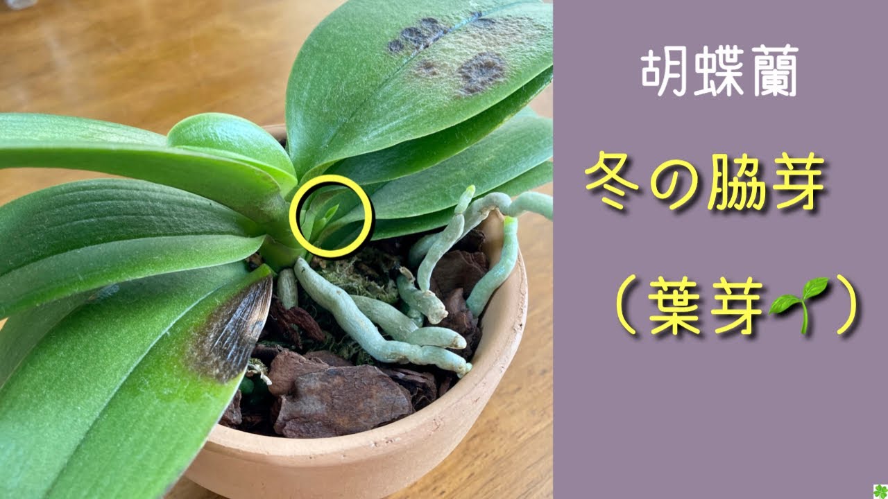 21年1月10日 胡蝶蘭 黒い点 冬の脇芽 花芽 消毒剤の使い方 サマーローズの花芽 Youtube 21年1月10日 胡蝶蘭 黒い点 冬の脇芽 花芽 消毒剤の使い方 サマーローズの花芽 Youtube
