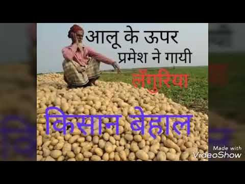 आलू नेबिगाडी किसानकी हालत