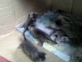 Cute and young kittens playing 