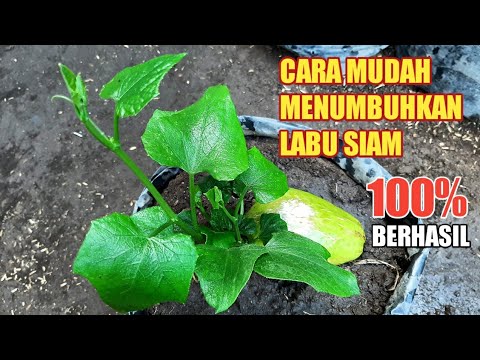 Video: Bagaimana cara menumbuhkan labu siam?