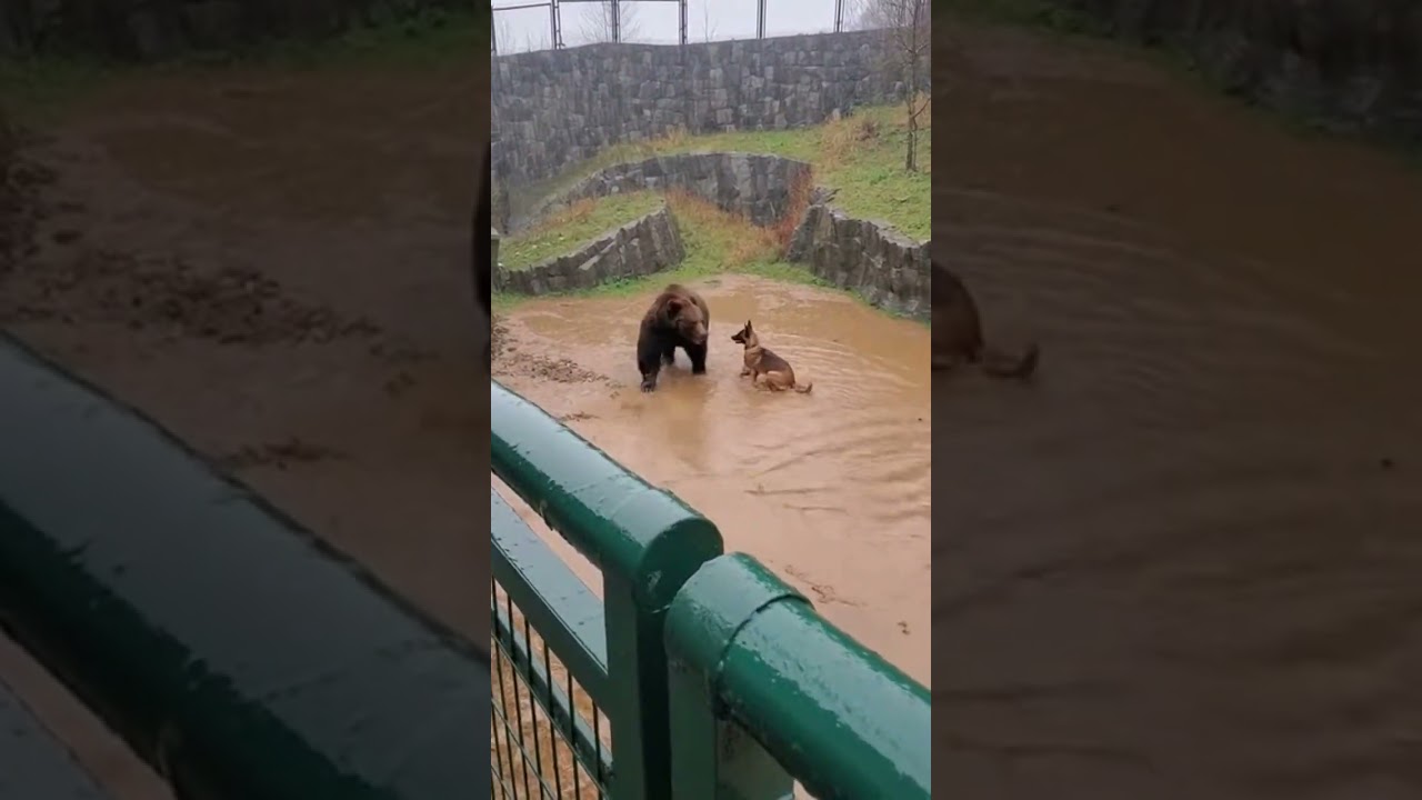 An impromptu playdate between a dog and a bear gone wildly muddy