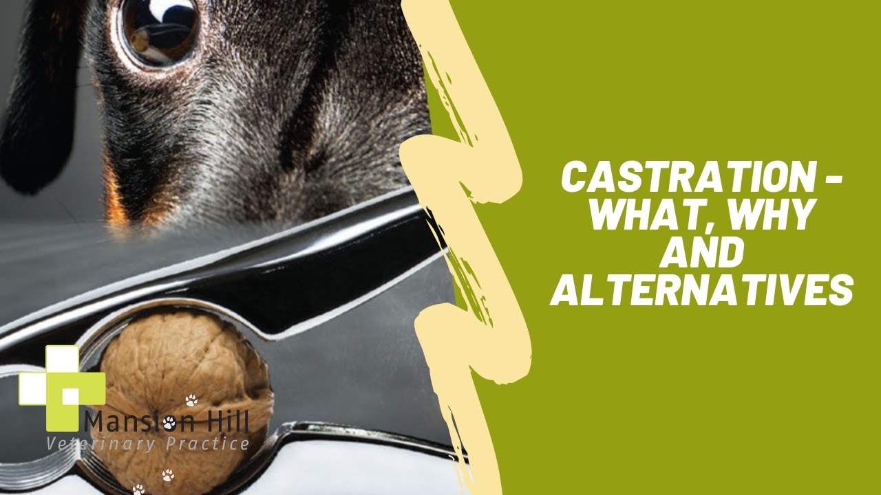 Castration - what, why and alternatives video player